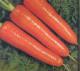 Carrots for sale