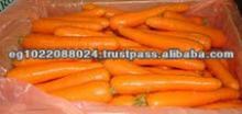 Fresh yellow Carrots