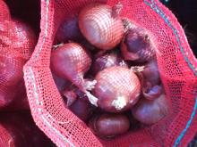 red Egypt high quality onion