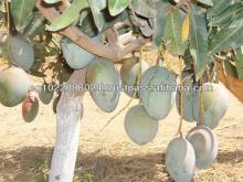 green and yellow Mangos