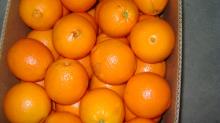 valencia ( juice ) orange
