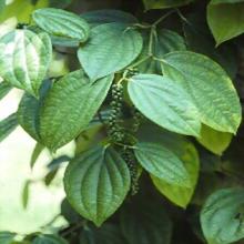 black pepper powder