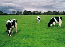 Australian Milk Powder - Full Cream (FCMP) 25kg highest quality from Australia (Produced by MG)