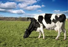 Australian Milk Powder - Skim SMP (healthy dairy) low fat milk 25kg bags highest quality cow