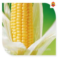 Buy  corn   starch  from China Supplier with competitive  price 