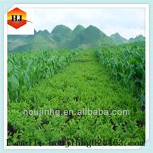 100% pure natural green tea extraction polyphenols powder from reliable supplier