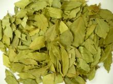 Bay Leaf Laurel Leaves 10KG Cartons 20KG Cartons 50KG Bailes Laurus nobilis, Lauraceae