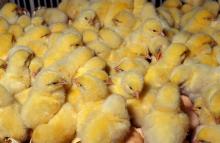 Chick Day Old Chicks Day Old Turkeys by ALDERA GUARANTEE