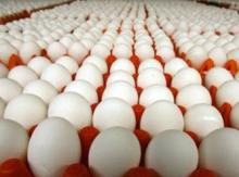 Eggs Classical Jumbo Eggs 6 Pieces Packing Eggs 10 Pieces Packing Egss15 Pieces Packing Eggs 30 Piec