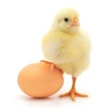 fresh white and brown chicken eggs