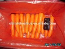 Fresh Carrot