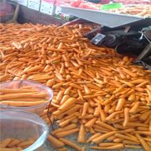 Fresh Carrot Vegetables