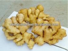 new fresh ginger