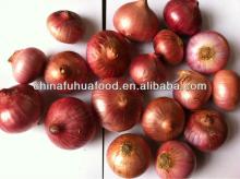 Peeled Fresh Onion