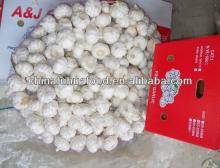 new fresh normal white garlic