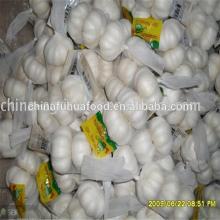 New Crop Garlic