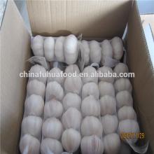 Fresh 2014 Crop garlic DDP New York