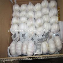 Normal white garlic
