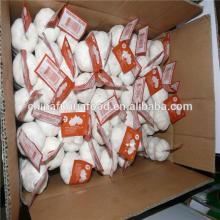 New Crop garlic On Sale