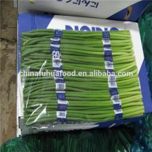 Fresh garlic shoot