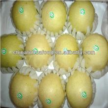 fresh pear best quality