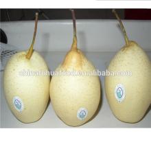 Fresh Ya Pear