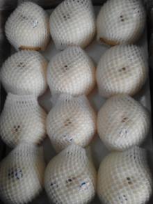 New Crop Pear Fresh