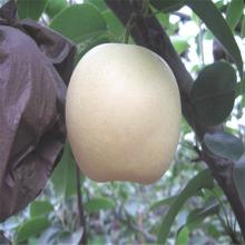 Ya Pear Aisian Pear