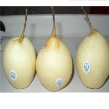 Fresh Ya Pear 2014