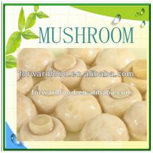 cultivated champignon mushroom for sale