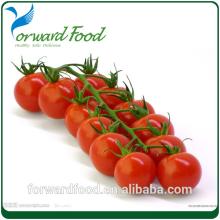 canned food fresh tomato in can tin
