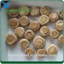canned  abalone  mushroom in brine