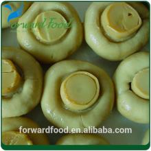 top quality canned oyster mushroom