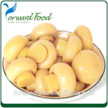 Top quality canned mushroom China