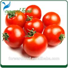 best fresh tomatoes in cans canned peeled tomato