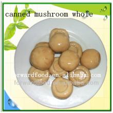 Cultivated Champignon Canned Button Mushrooms