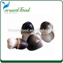 canned food export straw mushroom