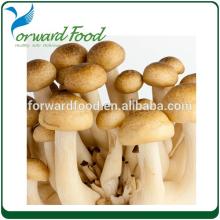 straw mushrooms in can haccp certified companies