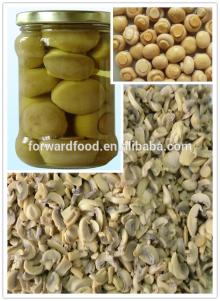 canned mushroom price in 400g can size for oyster mushroom price
