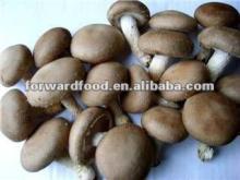 314ml green food shiitake mushroom 1/4 cuts
