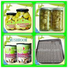 wholesale canned food mushroom prices from China