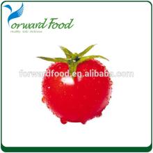 tomato paste china canned food factories