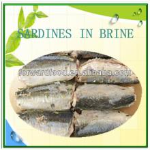 canned  sardine  and  tuna 