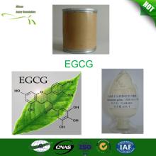 Natural EGCG from Organic Green Tea Extract Powder