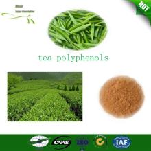 Green tea extract powder tea polyphenols
