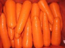FRESH FARM CARROTS FOR SALE GRADE 1 FROM SOUTH AFRICA