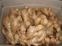 FRESH GINGER