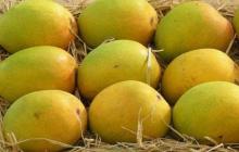 FRESH MANGOES