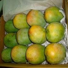 FRESH ALPHONSO MANGOES FROM SOUTH AFRICA