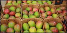 FRESH MANGOES FROM SOUTH AFRICA
